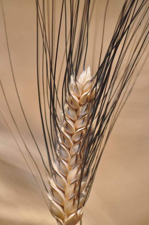 Boom del grano Cappelli, moda o esigenza"