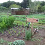 All'origine del cibo: quali semi produrranno ciò che mangiamo?